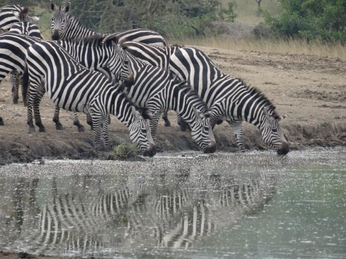Zebras at a waterhole in Lake Mburo National Park, Uganda - Africa safaris