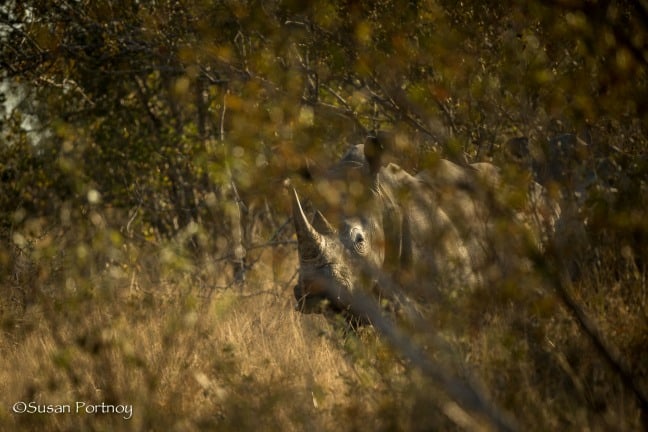 africa photo safari - Rhino in the bush