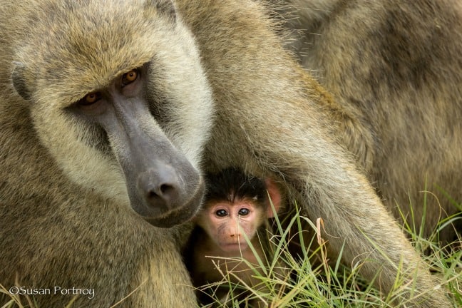 africa photo safaris - Baby & Mama Baboons