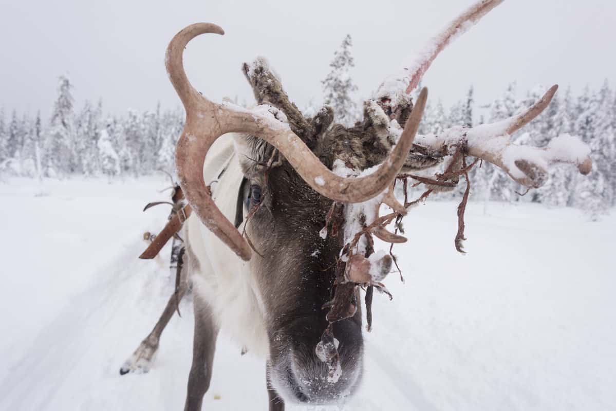 Reindeer Closeup in Finnish Lapland