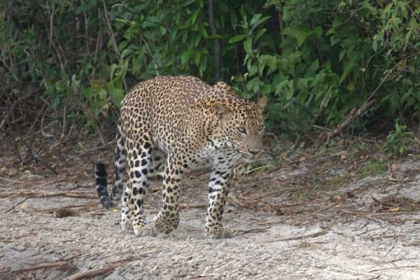 Sri Lanka Wildlife- leopard