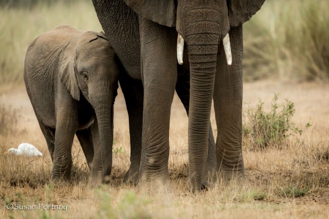 african photography safaris - Baby & Mama Elephant
