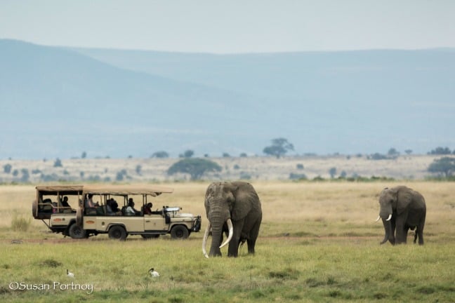 Big Tusker Bull Elephant