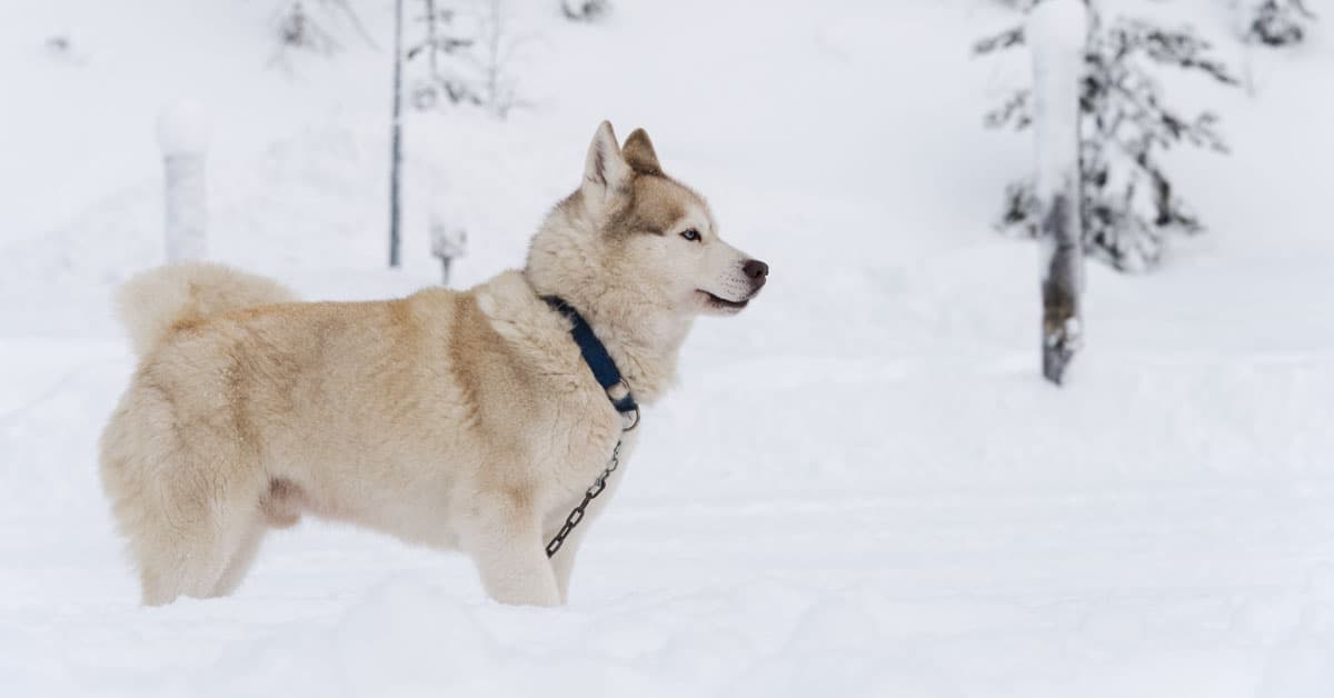Husky in Finnish Lapland