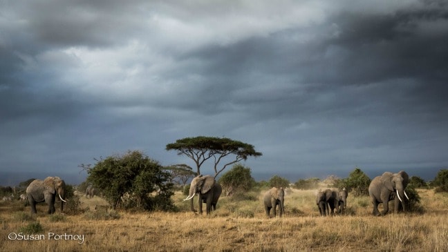 Herd of Elephants after the Rain