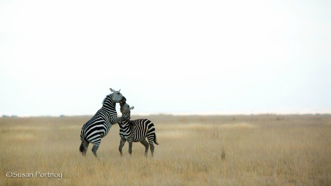 African safari animals -two zebras joust