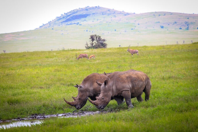 Two Rhinos in Lewa Conservancy, Kenya