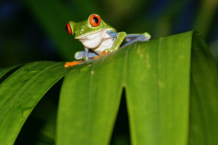 Red_Eyed_tree_frog_Costa_rica