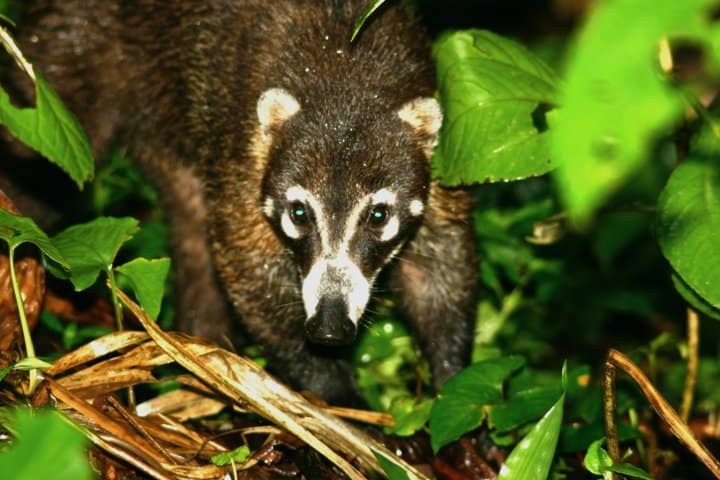 Cute Coati at Monteverde, Costa Rica