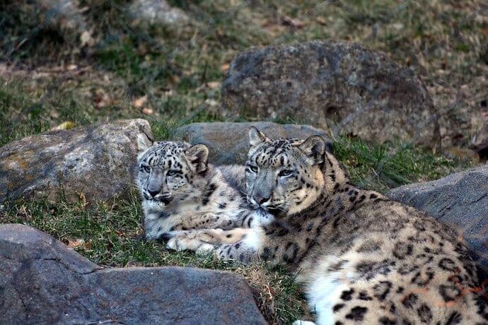 Snow Leopard Babies & Conservation Facts