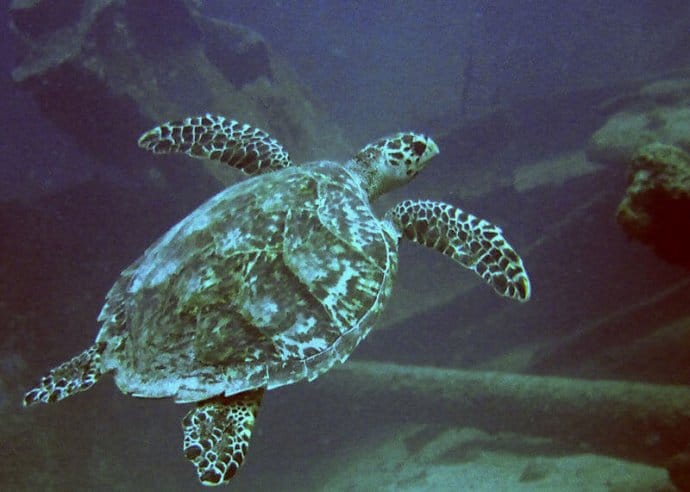 Hawksbill Sea Turtle at Antilla ShipWreck in Aruba