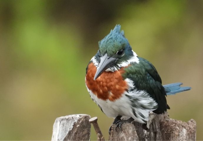 Amazon Kingfisher - birds in the Amazon