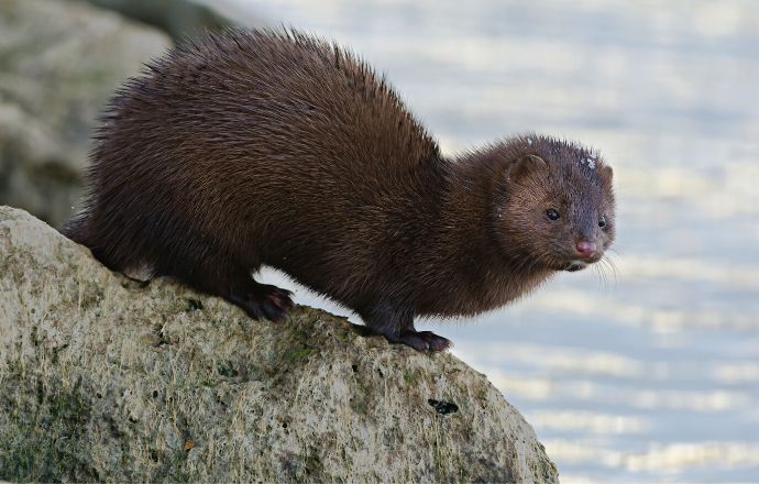 American Mink in Iceland - wildlife in iceland