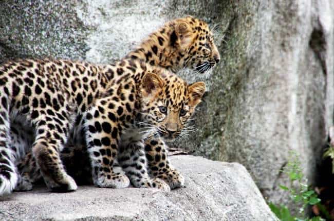 Minnesota Zoo Conservation: Amur Leopard Cubs