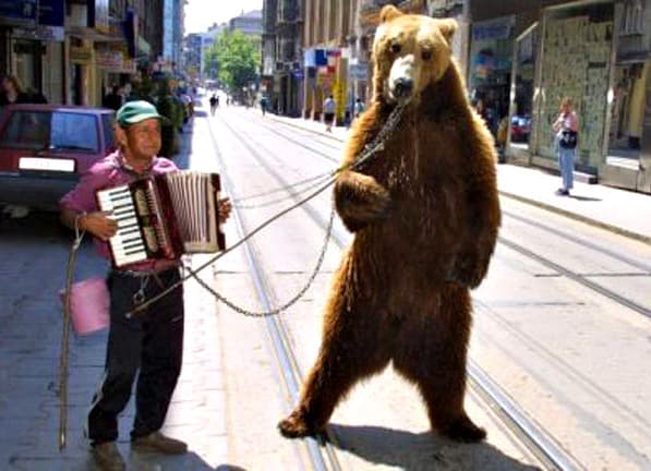 Animal Selfies Dancing Bear