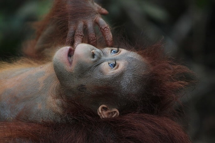 Orangutans are one of the Animals Affected by Deforestation