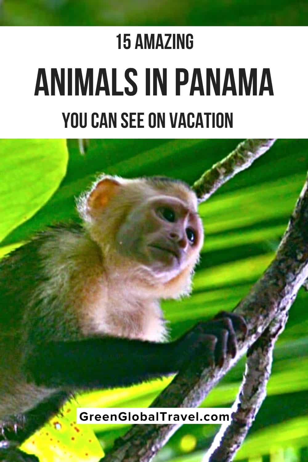 15 Amazing Animals in Panama You Can See on Vacation including jaguars, reptiles, mammals and other Panama wildlife | animals of panama | panama animals | panama wildlife | jaguars in panama | reptiles of panama | dangerous animals in panama | panama dangerous animals | animals in panama jungle | mammals of panama | mammals in panama | animals from panama | native animals in panama | panama native animals | wild animals in panama | panamanian animals | panama endangered species |