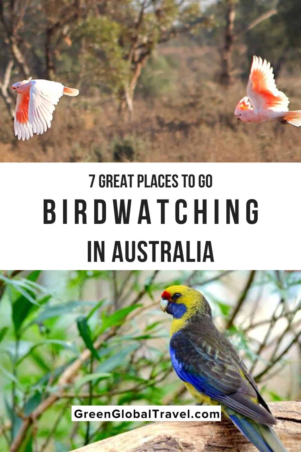 7 Great Places to Go Birdwatching in Australia including North Queensland, Kakadu National Park, Mungo National Park, Tasmania and more!