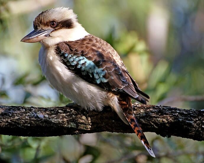 Australian birds- Kookaburra