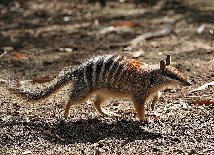 Australian creatures -Numbat
