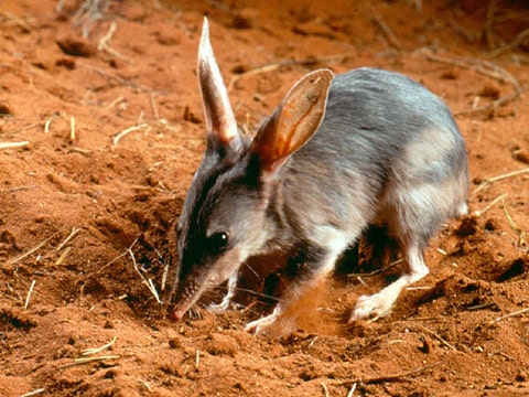 Australian grasslands animals -Bilby