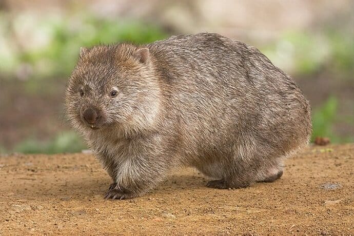 Australian Land Animals -Wombat