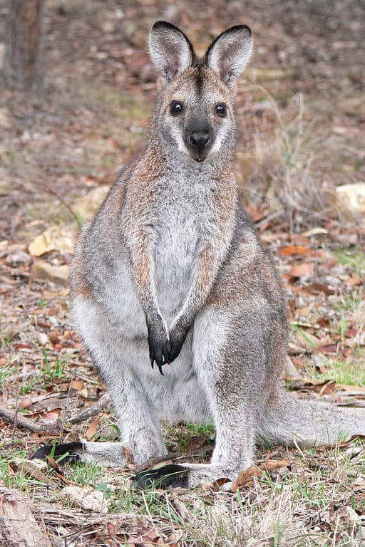 Australian native animals -Wallaby