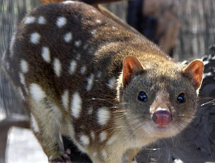 Australian Wildlife -Spotted Quoll