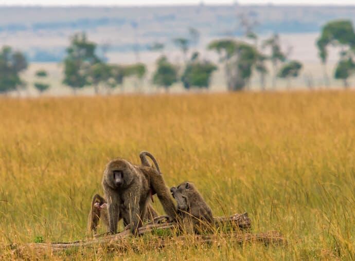 Baboons in Kenya's Maasai Mara National Reserve