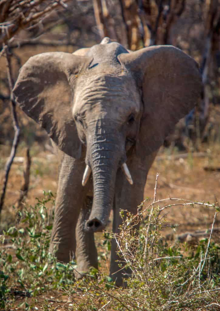 Facts about Elephants: Baby Elephant in Kruger National Park - most famous parks in the world