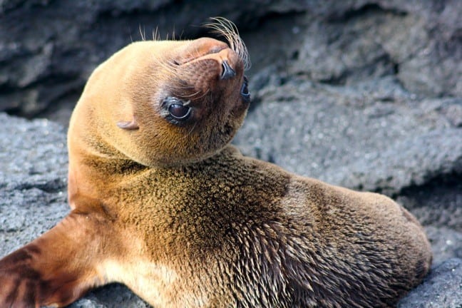 Baby Sea Lion in Galapagos Islands