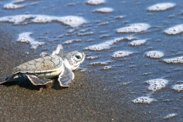 Baby green sea turtle in Tortuguero National Park, Costa Rica.