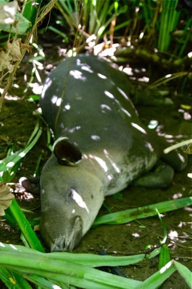 Weird Animals, Baird's Tapir
