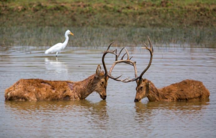 Important National Parks in India - Barasingha Deer Bucks fighting in the water of Kanha National Park, India