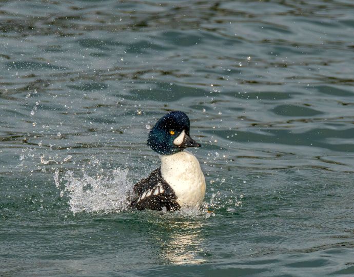 Icelandic Birds - Barrow’s goldeneye duck 