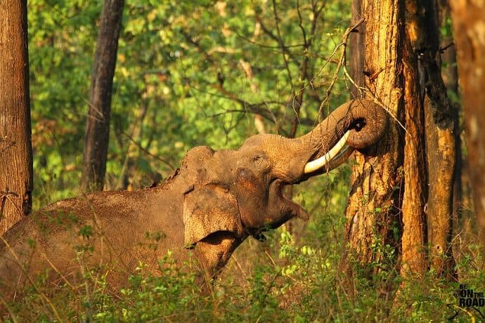 Best Places to visit in India for Nature Lovers - Nagarhole National Park