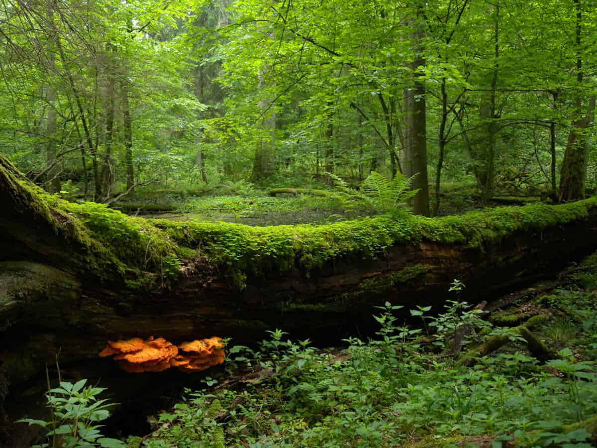 10 MOST BEAUTIFUL FORESTS: Bialowieza
