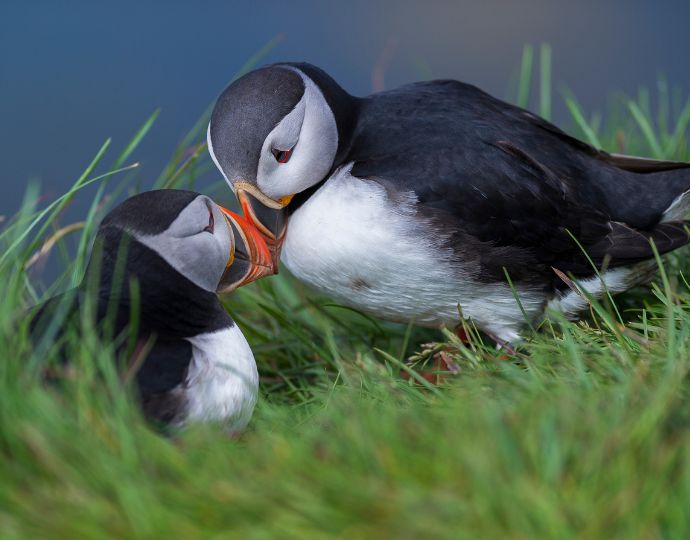 Iceland Puffin