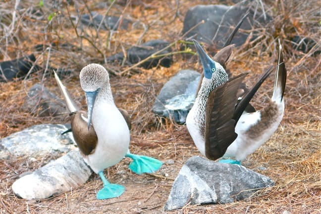 Galapagos Birds: The Blue-Footed Booby mating dance on Espanola Island.