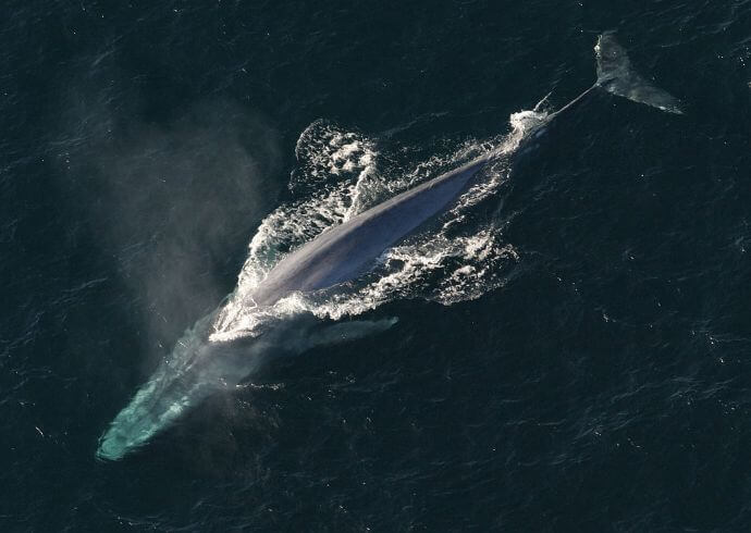 Largest Sea Creature