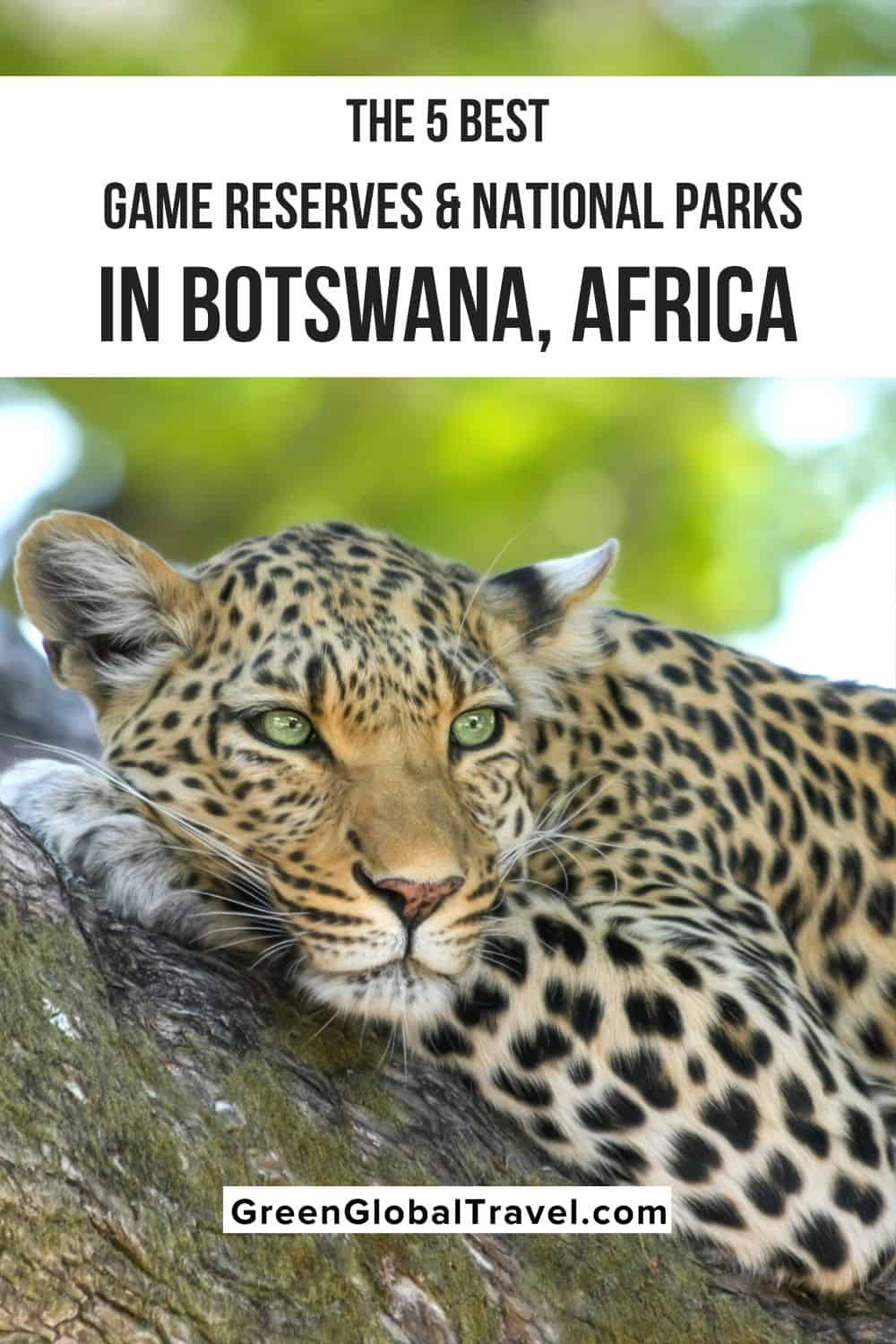 A look at why the conservation of Botswana wildlife has been successful, and the best Botswana Game Reserves and National Parks to visit. | botswana animal | animals in botswana | animals of botswana | wildlife in botswana wildlife of botswana | botswana attractions | best botswana safaris | kalahari animals | botswana african safari | botswana wildlife safari | wildlife safari in botswana |botswana wildlife safaris