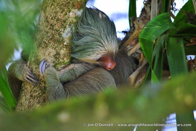 Costa Rican Mammals -Brown-throated sloth at La Selva Biological Research Station