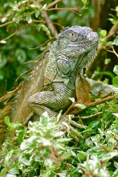 Green Iguana (Adult) in Costa Rica ,Tortuguero National Park
