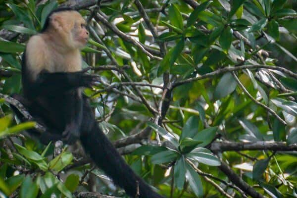 Capuchin Monkey in Corcovado National Park, Costa Rica