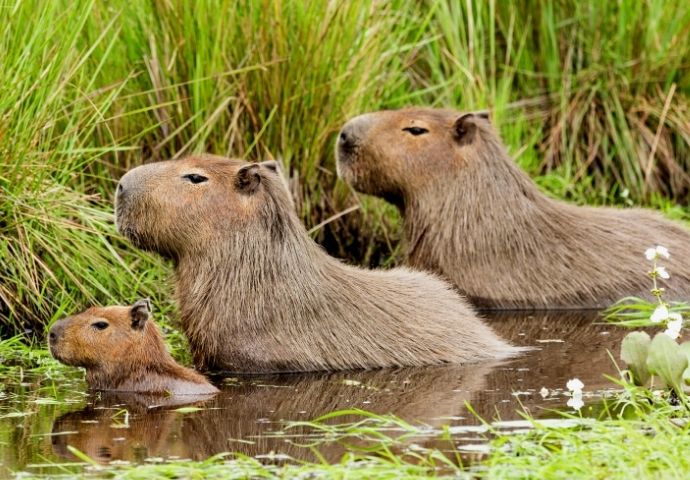 Peru UNESCO - Capybara family