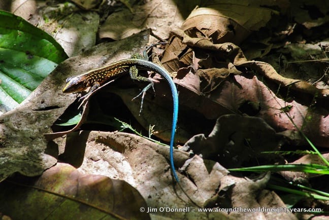 Lizards of Costa Rica -Central American Whiptail at La Selva Biological Research Station