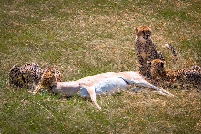 Cheetahs with Gazelle Kill in Ol Kinyei Conservancy