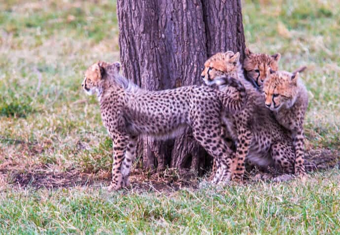 Cheetah Cubs in the Olare-Motorogi Conservancy, Kenya