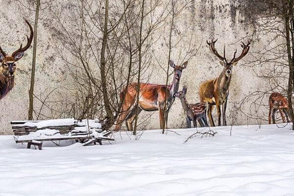 Chernobyl Today- Deer Graffiti
