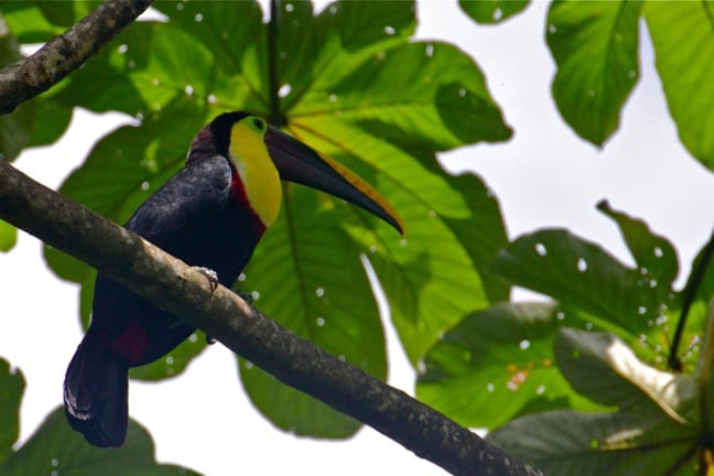 Birds of Costa Rica -Chestnut Mandibled Toucan in Corcovado National Park